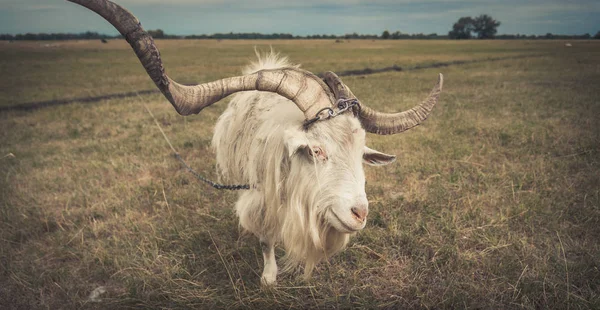 La capra è nel campo — Foto Stock