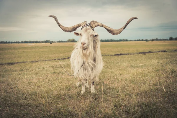 The goat is in the field — Stock Photo, Image