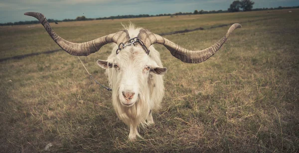 La capra è nel campo — Foto Stock