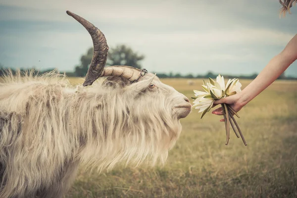 Geten äter blommor från kvinnors händer — Stockfoto