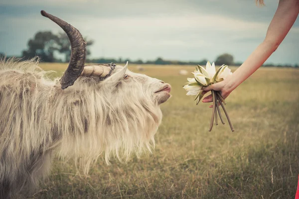 Koza zjada kwiaty z rąk kobiet — Zdjęcie stockowe