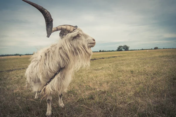 Geten är i fältet — Stockfoto