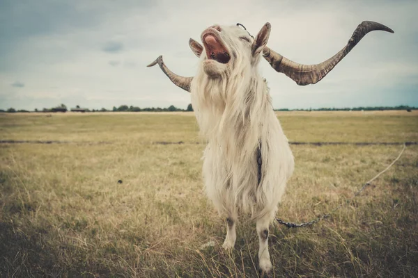 La capra è nel campo — Foto Stock