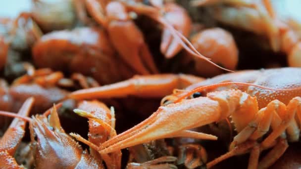 Crawfish cuit se trouvent sur la table — Video