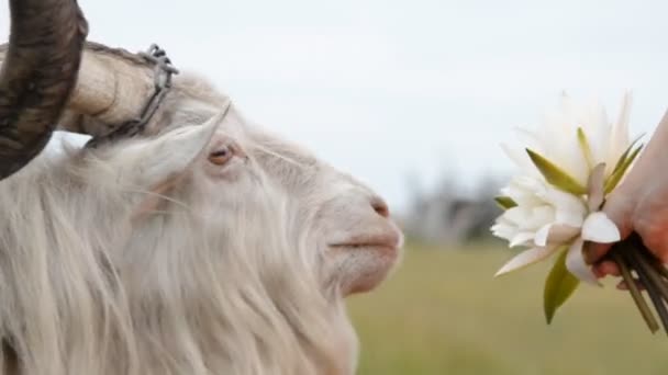 La chèvre mange des fleurs des mains des femmes — Video