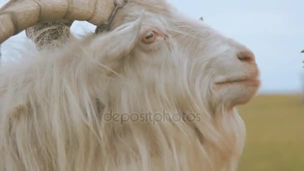 The goat eats flowers from women's hands — Stock Video