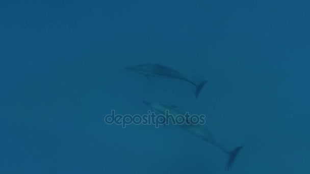 Дельфины плавают в море. Красное море. Алам, Марса — стоковое видео