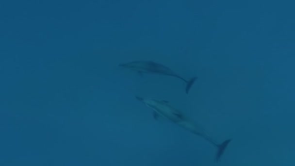 Les dauphins nagent dans la mer. Mer Rouge. Marsa Alam 