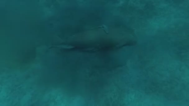 Dugong ot yiyor. Kızıl Deniz. Marsa Alam. — Stok video