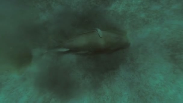 Dugong come hierba. Mar Rojo. Marsa Alam . — Vídeo de stock