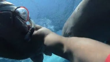 Dugong. Adam selfie Dugong ile yapar. Kızıl Deniz. Marsa Alam.