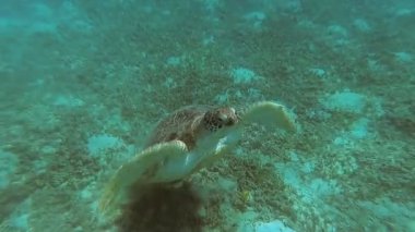 Deniz kaplumbağası denizde yüzmek. Kızıl Deniz. Marsa Alam