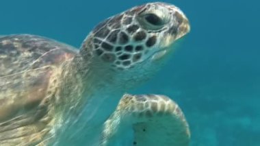 Deniz kaplumbağası denizde yüzmek. Kızıl Deniz. Marsa Alam