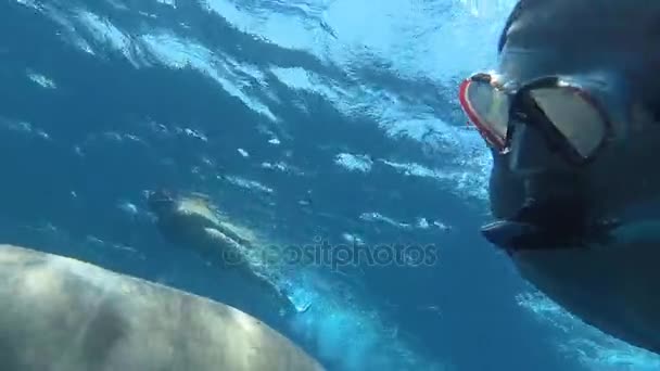 Dugong. Der Kerl macht Selfie mit Dugong. Rotes Meer. marsa alam. — Stockvideo