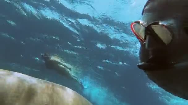 Dugong. Adam selfie Dugong ile yapar. Kızıl Deniz. Marsa Alam. — Stok video