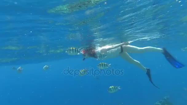 Plongée avec tuba. Une fille dans un masque et un tube flotte dans la mer — Video