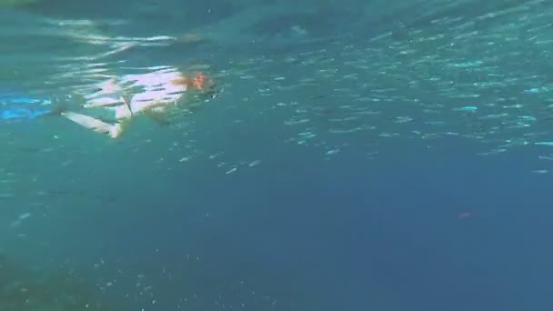 Snorkeling. A girl in a mask and tube floats in the sea — Stock Video
