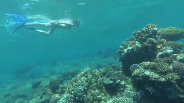 Šnorchlování. Dívka v maskou a trubky plave v moři — Stock video