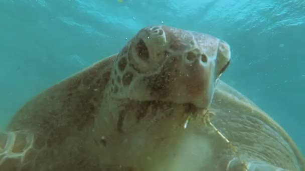 ウミガメは、海で泳ぐ。紅海。マルサ ・ アラム — ストック動画