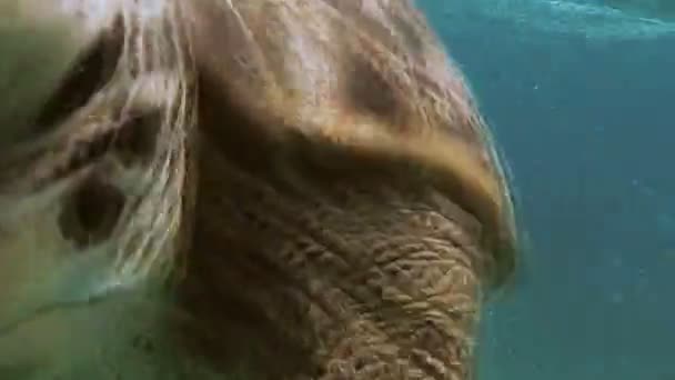 这个家伙让拍照与一只海龟。红海。马萨阿拉姆. — 图库视频影像