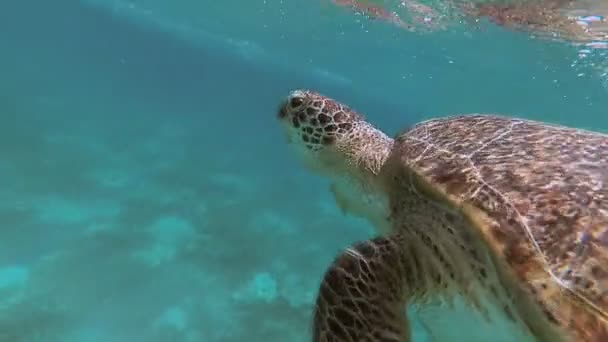 Meeresschildkröten schwimmen im Meer. Rotes Meer. marsa alam — Stockvideo