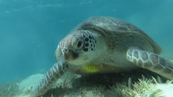 Морская черепаха плавает в море. Красное море. Алам, Марса — стоковое видео