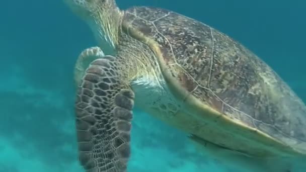 海龟在海里游泳。红海。马萨阿拉姆 — 图库视频影像