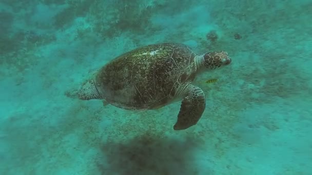 ウミガメは、海で泳ぐ。紅海。マルサ ・ アラム — ストック動画