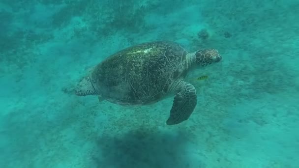 Las tortugas marinas nadan en el mar. Mar Rojo. Marsa Alam — Vídeo de stock