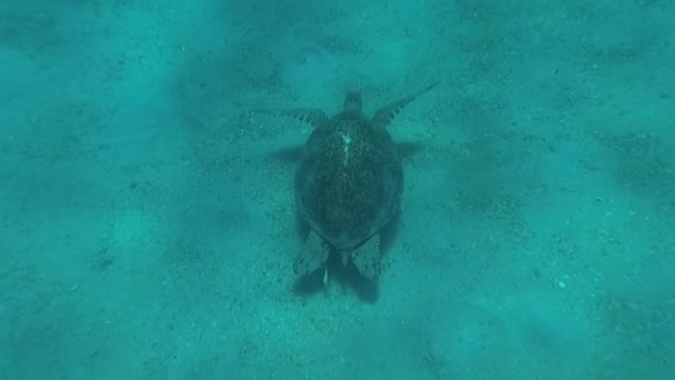 Tartaruga marina nuotare nel mare. Mare Rosso. Marsa Alam — Video Stock