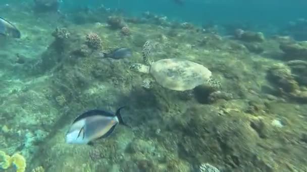 ウミガメは、海で泳ぐ。紅海。マルサ ・ アラム — ストック動画