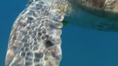 Deniz kaplumbağası denizde yüzmek. Kızıl Deniz. Marsa Alam