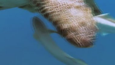 Deniz kaplumbağası denizde yüzmek. Kızıl Deniz. Marsa Alam