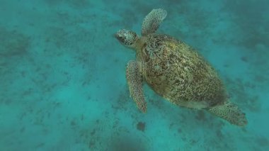 Deniz kaplumbağası denizde yüzmek. Kızıl Deniz. Marsa Alam