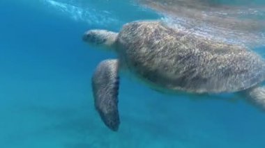 Deniz kaplumbağası denizde yüzmek. Kızıl Deniz. Marsa Alam
