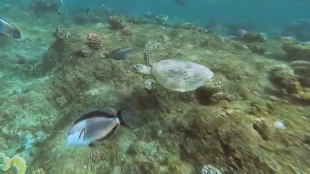 Tengeri teknősök úszni a tengerben. Vörös-tenger. Marsa Alam — Stock videók