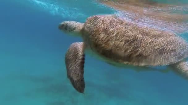 Meeresschildkröten schwimmen im Meer. Rotes Meer. marsa alam — Stockvideo