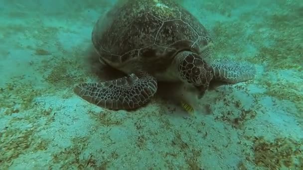 Las tortugas marinas nadan en el mar. Mar Rojo. Marsa Alam — Vídeos de Stock