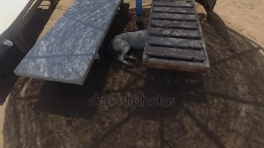 Terk edilmiş plaj. Mısır. Marsa Alam