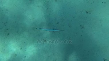 Denizin dibindeki üzerinde ölü balık yalan