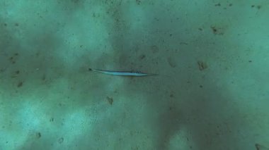 Denizin dibindeki üzerinde ölü balık yalan