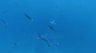 Red Sea sualtı dünyasını. Marsa Alam