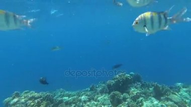 Red Sea sualtı dünyasını. Marsa Alam