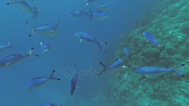 Red Sea sualtı dünyasını. Marsa Alam