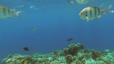 Red Sea sualtı dünyasını. Marsa Alam