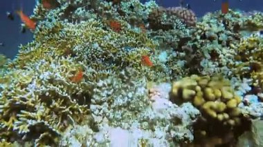 Red Sea sualtı dünyasını. Marsa Alam