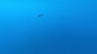 Red Sea sualtı dünyasını. Marsa Alam