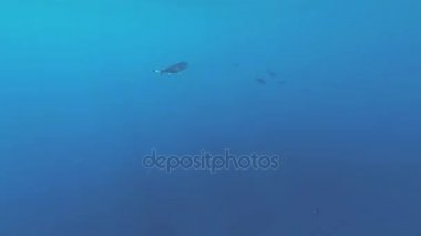 Red Sea sualtı dünyasını. Marsa Alam