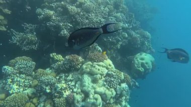 Red Sea sualtı dünyasını. Marsa Alam