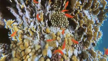 Red Sea sualtı dünyasını. Marsa Alam